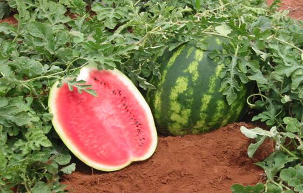 Ir para  <p>A produ&ccedil;&atilde;o de melancia no Rio Grande do Sul est&aacute; em fase de colheita. Triunfo &eacute; o terceiro maior produtor da fruta, com uma &aacute;rea de 1,2 mil hectares e produtividade m&eacute;dia...